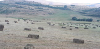 La sequía reduce de forma considerable la cosecha de hierba en la montaña leonesa