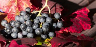 Contrato homologado para la compraventa de uva