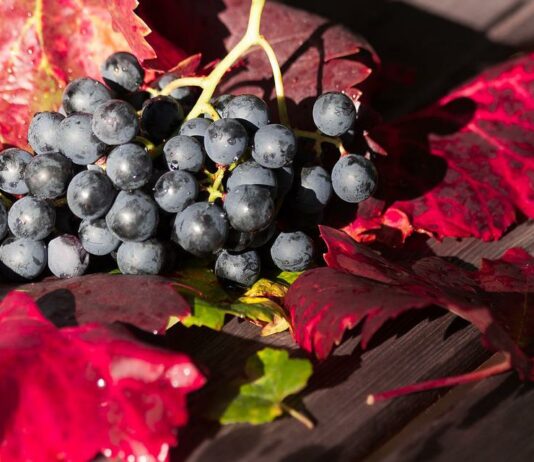 Contrato homologado para la compraventa de uva