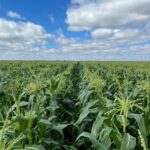 Normas generales para la tramitación de la PAC