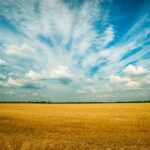 Exención del impuesto de transmisiones en arrendamientos rústicos