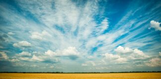 Exención del impuesto de transmisiones en arrendamientos rústicos