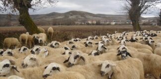 Las seis noticias agrarias de la semana – 21/10/2022