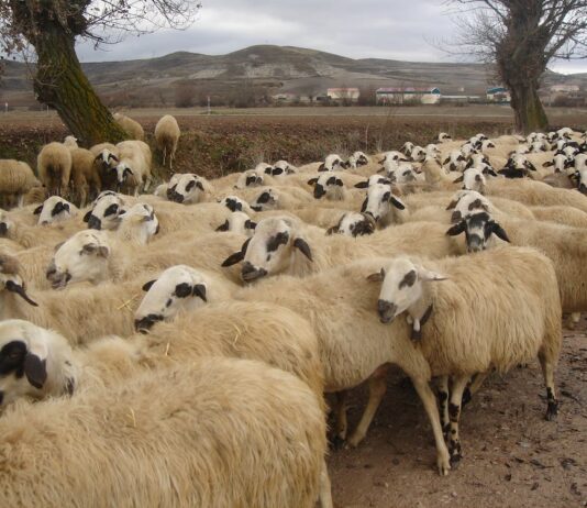 Las seis noticias agrarias de la semana – 21/10/2022