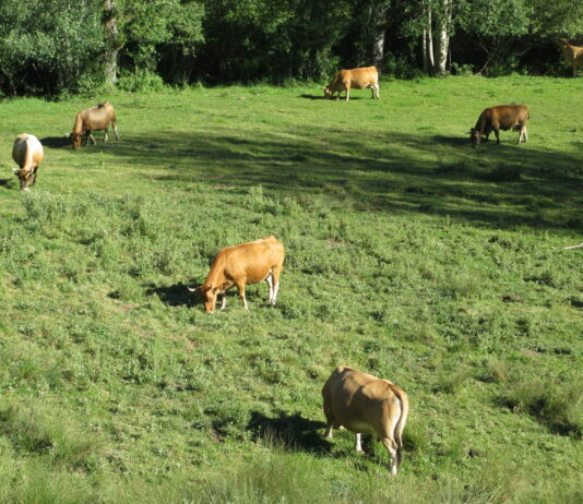 ASAJA acepta la solución que plantea la Junta respecto a los coeficientes de admisibilidad de pastos