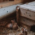 Actualización de los censos ganaderos