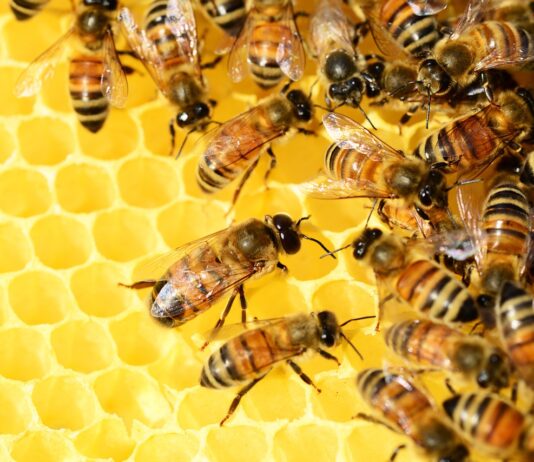 Las seis noticias agrarias de la semana – 10/03/2023