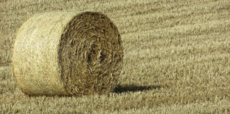 Circular a ganaderos afectados por incendios forestales