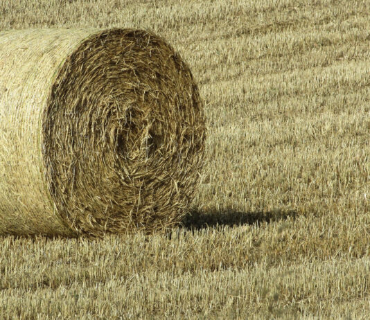 Circular a ganaderos afectados por incendios forestales