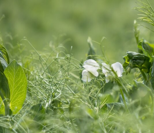 Comienzan las siembras de los cultivos de primavera en León con unas buenas condiciones agronómicas