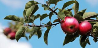 Las seis noticias agrarias de la semana – 03/03/2023