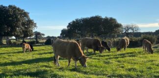 ASAJA se opone a que las entidades locales excluyan a las Titularidades Compartidas y a las Comunidades de Bienes de la adjudicación de pastos y tierras