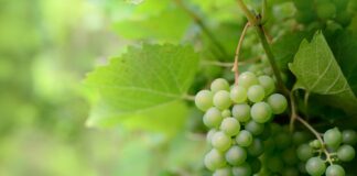 Las seis noticias agrarias de la semana – 17/03/2023