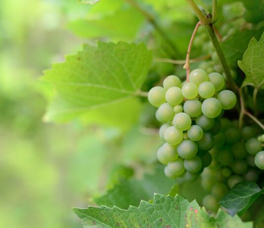 Las seis noticias agrarias de la semana – 17/03/2023