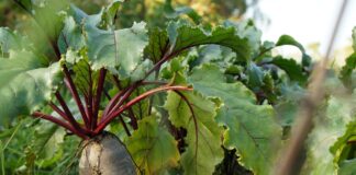 La siembra de remolacha crece un 77% en León en un contexto de precios mundiales de azúcar absolutamente disparatados