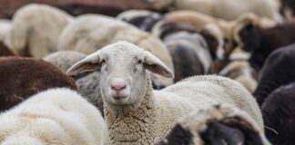 Valoración de las medidas de apoyo al sector agrario de la provincia de León aprobadas por el Consejo de Ministros de hoy