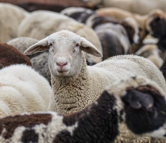Valoración de las medidas de apoyo al sector agrario de la provincia de León aprobadas por el Consejo de Ministros de hoy