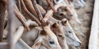 Los medicamentos veterinarios se facturarán con un IVA del 21% si provienen del botiquín del veterinario