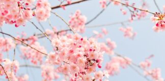 Comunicado de ASAJA respecto al proyecto de la Junta de ayudas para la instalación de sistemas antiheladas en frutales