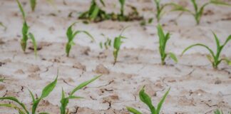 ASAJA Castilla y León: Las ayudas del Gobierno por la sequía son escasas e injustamente repartidas