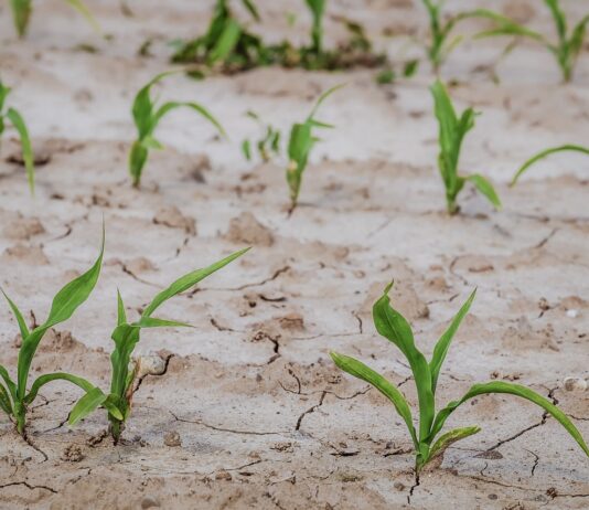 ASAJA pide al ministerio que abone a los agricultores, antes de fin de año, la ayuda por sequía pendiente desde el verano