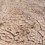 SUBVENCIÓN SEQUÍA Y SEGURO AGRARIO