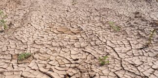 SUBVENCIÓN SEQUÍA Y SEGURO AGRARIO