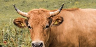 Las seis noticias agrarias de la semana – 16/06/2023