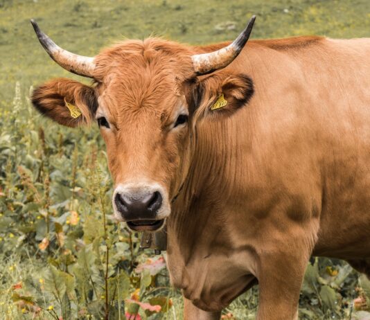 ASAJA ha pedido a la Junta de Castilla y León que impugne una ordenanza ganadera del Ayuntamiento de Boca de Huérgano