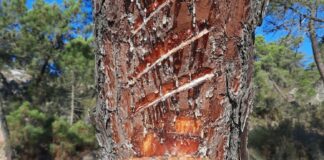 Las seis noticias agrarias de la semana – 23/08/2024