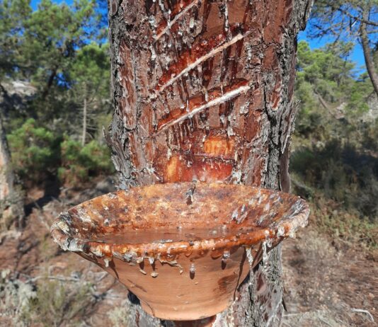 Las seis noticias agrarias de la semana – 23/08/2024