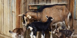 Pregunta en Asaja por los seguros ganaderos