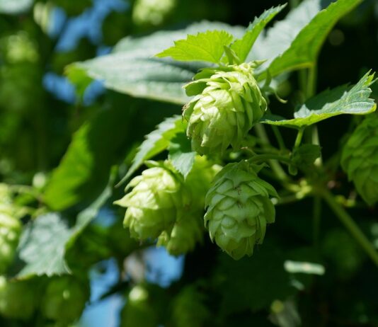 Los productores de lúpulo han manifestado descontento con las condiciones de los contratos