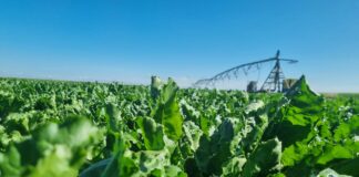 León es, por primera vez en la historia, principal provincia productora de remolacha de España