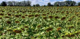 Comienza la recolección del girasol, el cultivo menos afectado por la sequía
