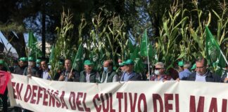 El 68% de la superficie de maíz de León lleva tres o más años del mismo cultivo y tiene que rotar