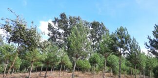 ASAJA es contraria a la modificación de la Ley Agraria de Castilla y León que impulsa el PSOE