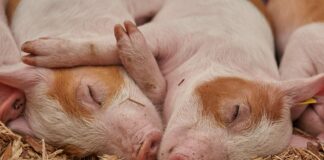 Las seis noticias agrarias de la semana – 24/05/2024