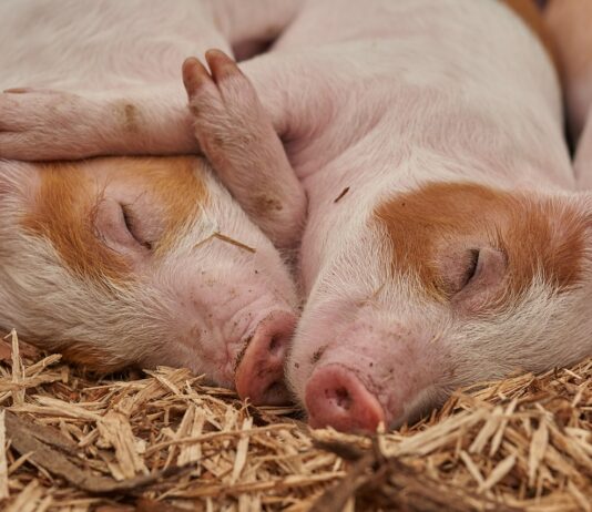 Las seis noticias agrarias de la semana – 19/07/2024