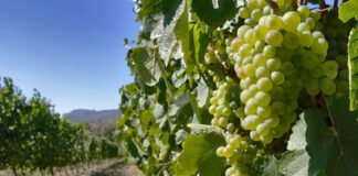 ASAJA recuerda que los viticultores tienen que cobrar en 30 días el precio pactado por la uva