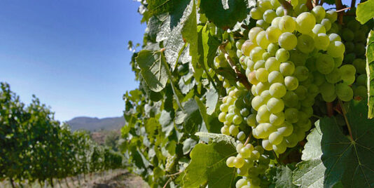 Comunicado de ASAJA de León respecto a los cambios de la DOP «RUEDA» que autorizan la utilización de la uva Godello en sus vinos