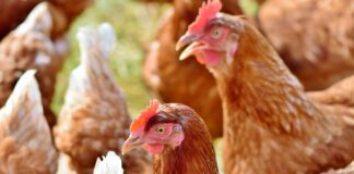 Las seis noticias agrarias de la semana – 12/04/2024