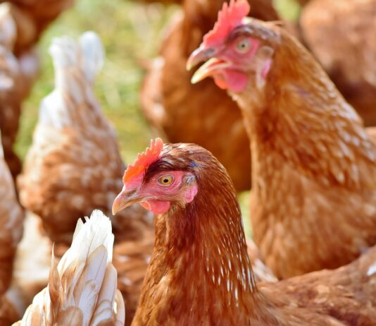 Las seis noticias agrarias de la semana – 02/05/2025