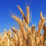 Circular sobre normas de condicionalidad de la PAC