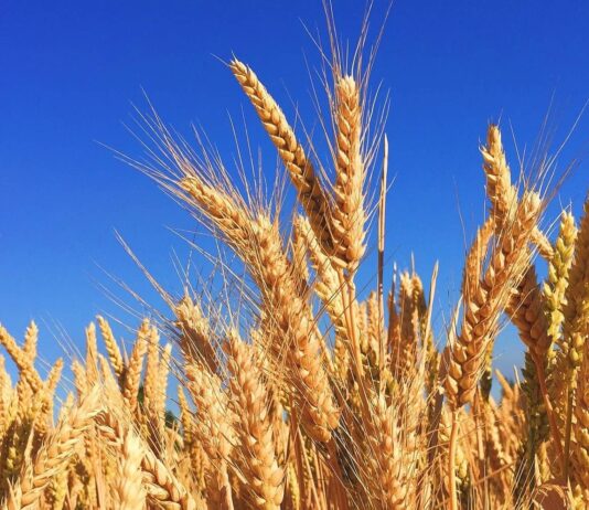 Seguro de cereales y otros cultivos herbáceos