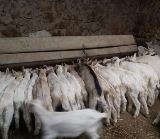 Las seis noticias agrarias de la semana – 31/05/2024