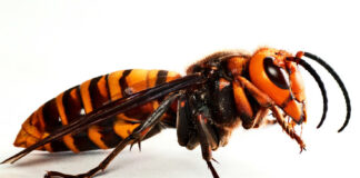 Las seis noticias agrarias de la semana – 17/05/2024