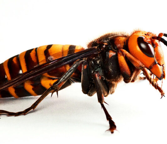 Las seis noticias agrarias de la semana – 17/05/2024