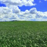 Devolución del IBI de rústica