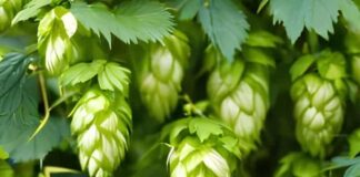 Las seis noticias agrarias de la semana – 14/06/2024